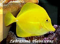 Cirujano Amarillo