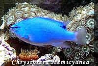 Blue Devil